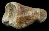 Ice Age Bison Metatarsal (Toe Bone) - North Sea Deposits #43139-1